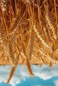 Malt Barley